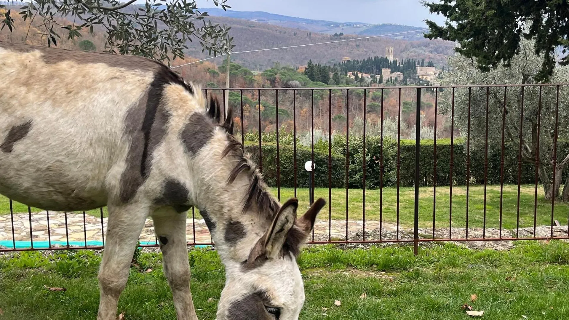Ferienwohnung Il Fiorino Di Badia Badia A Passigano